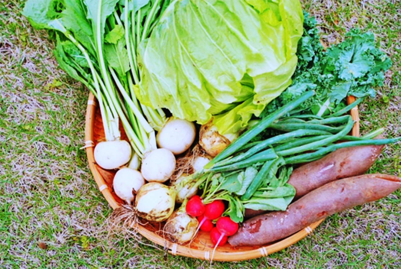お試しセットの野菜2